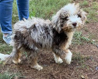 Banjo, Aussiedoodle, puppy, available for adoption