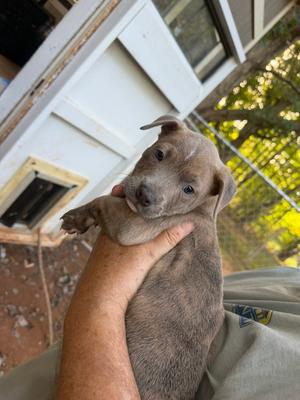 Cogsworth, French Bulldog, puppy, available for adoption