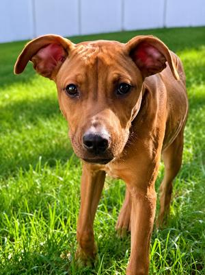 Ellie, Redbone Coonhound / Hounds (All Types), puppy, available for adoption