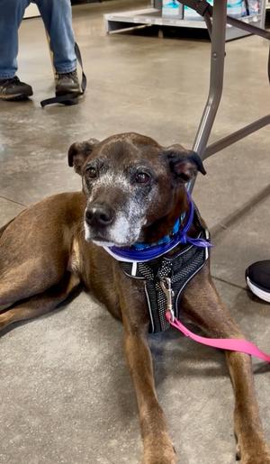 Mini, Plott Hound, adult, available for adoption