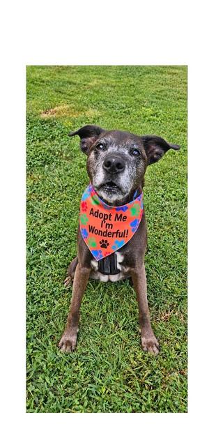 Mini, Plott Hound, adult, available for adoption