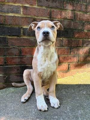 Milo, Boxer, puppy, available for adoption