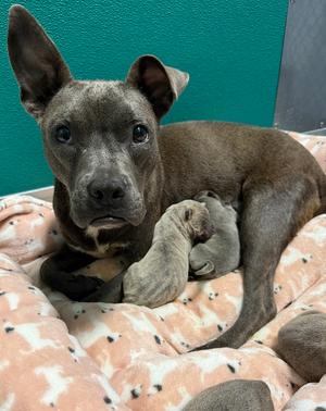 Belle, French Bulldog, adult, available for adoption