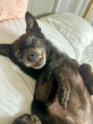 Ivy, Chihuahua, senior, available for adoption