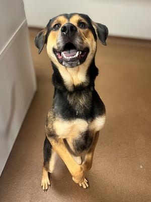Diesel, Australian Shepherd Mix, young, available for adoption