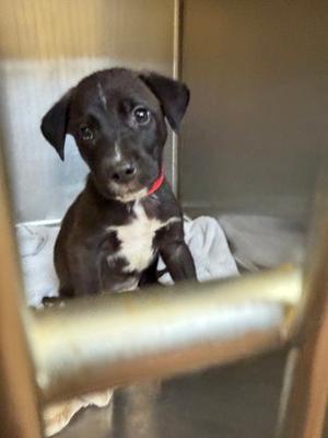Marvin, Mixed Breed, puppy, available for adoption