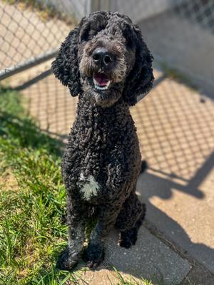 Lilly, Poodle - Standard Mix, young, available for adoption