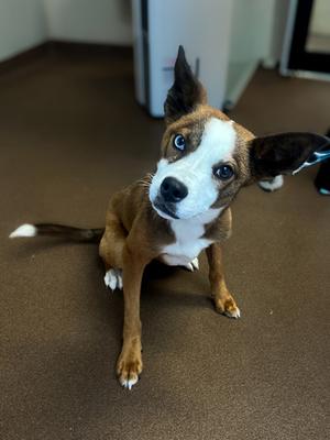 Jingles, Terrier Mix, young, available for adoption