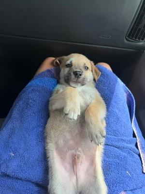 Marcus, Mixed Breed, puppy, available for adoption