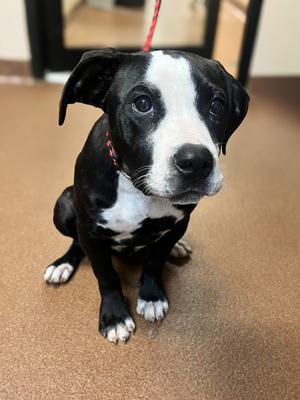 Lilo, American Pit Bull Terrier Mix, young, available for adoption