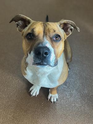 Day Day, Boxer Mix, adult, available for adoption