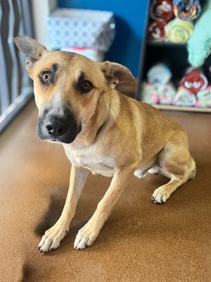Leon, German Shepherd Dog Mix, adult, available for adoption