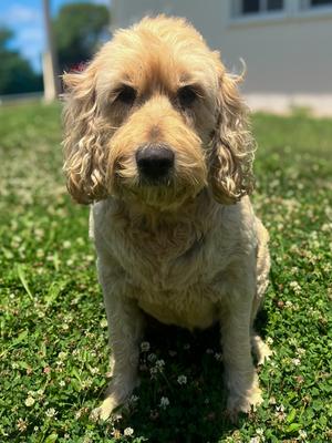 Austin, Golden Retriever and Poodle - Standard, senior, available for adoption