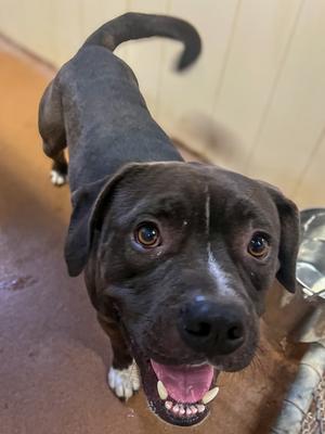 Hay Hay, American Pit Bull Terrier and Labrador Retriever, adult, available for adoption