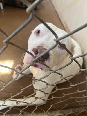 Backup, Pit Bull Terrier Mix, adult, available for adoption