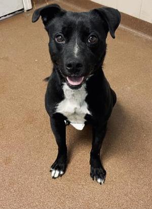 Benji, American Pit Bull Terrier Mix, adult, available for adoption