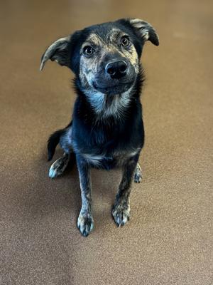 Alexis, Border Collie Mix, puppy, available for adoption