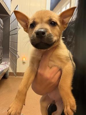 Madison, Mixed Breed, puppy, available for adoption