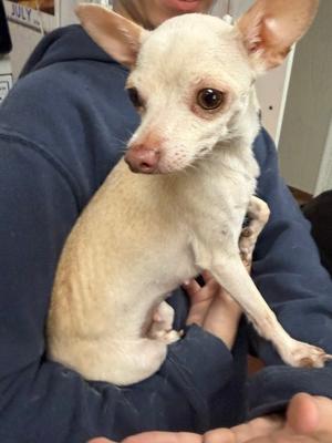 Angel, Chihuahua - Smooth Coated Mix, adult, available for adoption