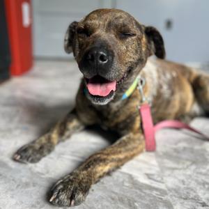 Meadow, Cattle Dog, Australian (Blue Heeler), adult, available for adoption