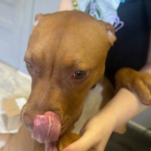 Rosie, Mixed Breed (Medium), adult, available for adoption