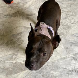 Duke, Mixed Breed (Medium), adult, available for adoption