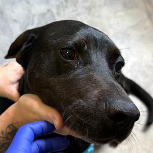 Jeffree, Mixed Breed (Medium), adult, available for adoption