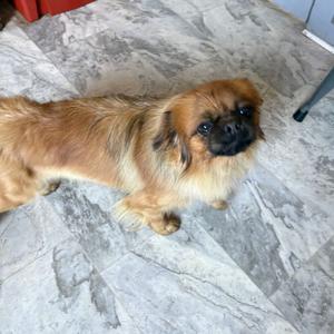 A small brown dog with long fur standing on a tiled floor.