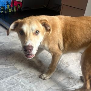 Rusty, Mixed Breed (Medium), adult, available for adoption