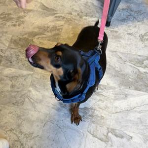Trixie, Mixed Breed (Medium), adult, available for adoption