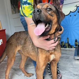 Kyle, Mixed Breed (Large), adult, available for adoption