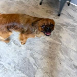 Rusty, Pekingese, adult, available for adoption