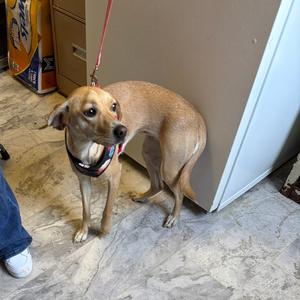 Mazie, Mixed Breed (Medium), adult, available for adoption