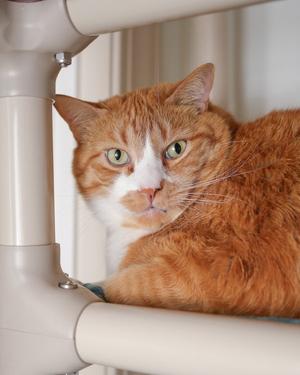 Dopey, adult, available for adoption