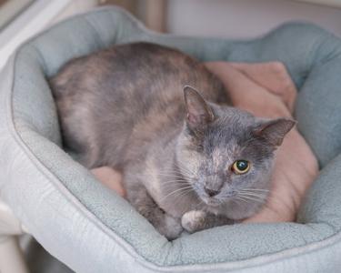 Karen, adult, available for adoption