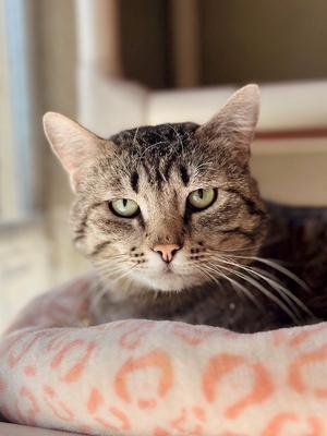 Boone, adult, available for adoption
