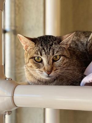 Leto, adult, available for adoption