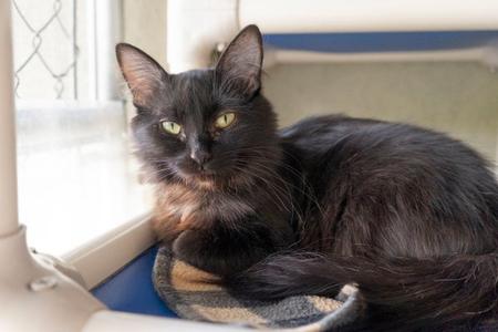 Iris, adult, available for adoption