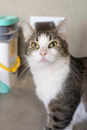 Gary, adult, available for adoption