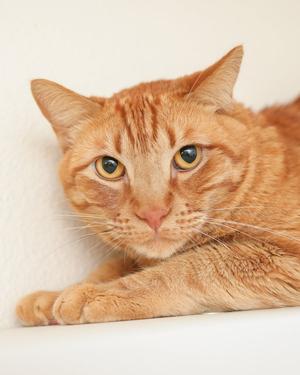 Leif, adult, available for adoption