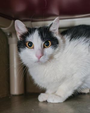 Gully, adult, available for adoption