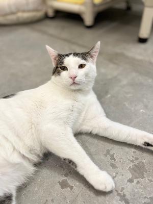 Lee, adult, available for adoption