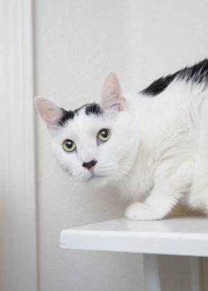 Juju, adult, available for adoption