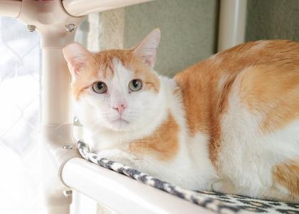 Biggby, adult, available for adoption