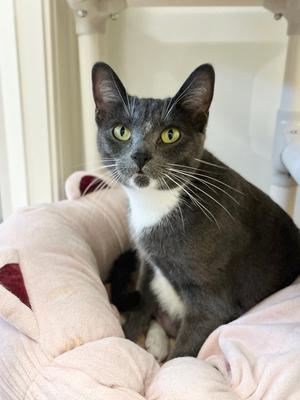 Fergie, adult, available for adoption