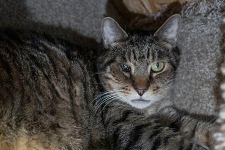 Leonidas, adult, available for adoption
