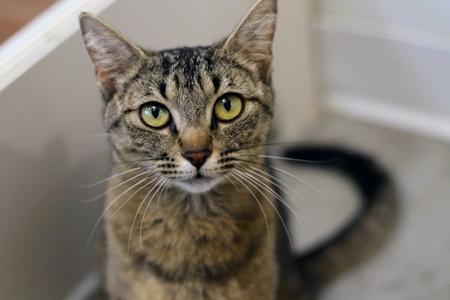 Miss Lavender, adult, available for adoption
