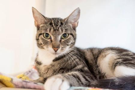 Ethel, adult, available for adoption
