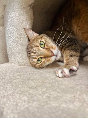 Honey Bug, adult, available for adoption