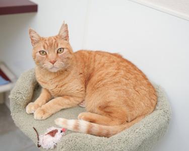 Barcelona, senior, available for adoption